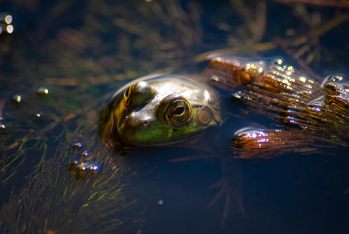 A Local Guide to Wetland Walks in the Somerset Levels
