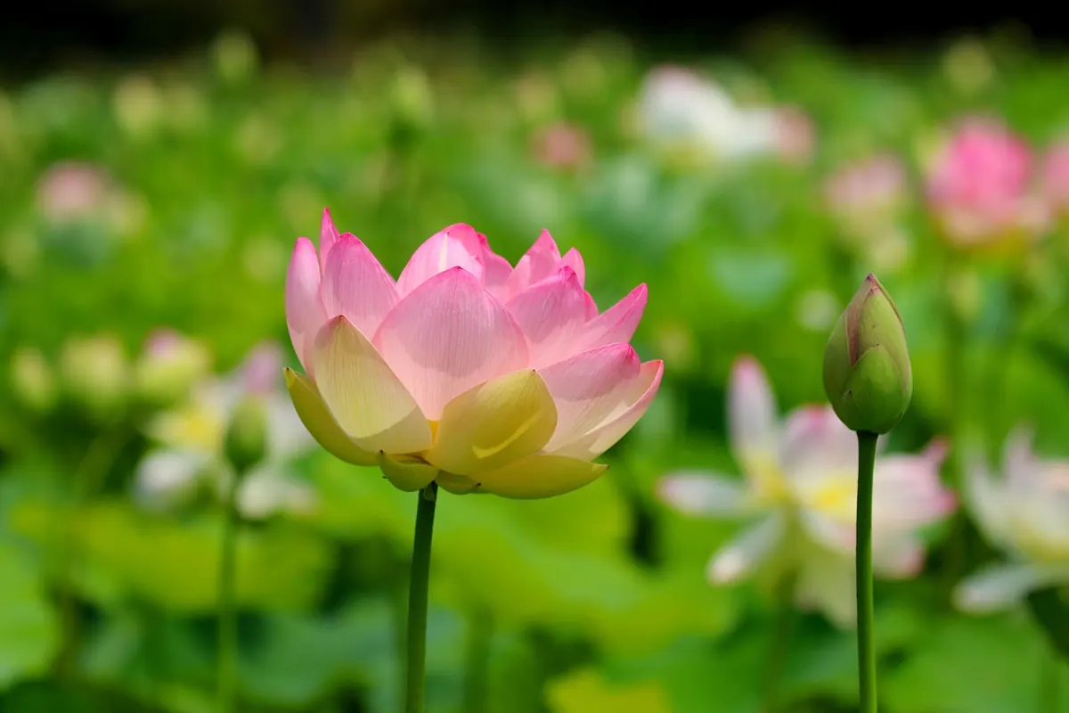How to Create a Bog Garden in a Small UK Garden