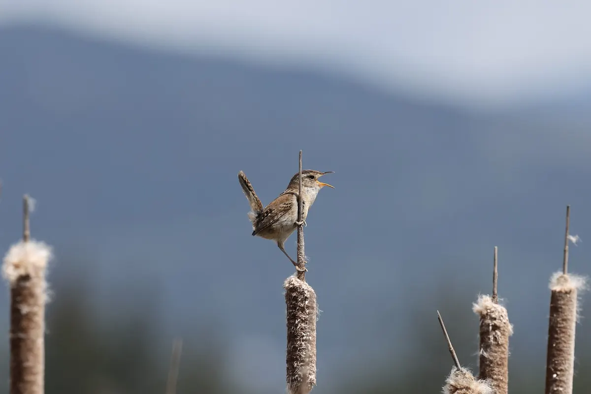 How to Identify Common British Wetland Birds by Sound: A Beginner’s Guide