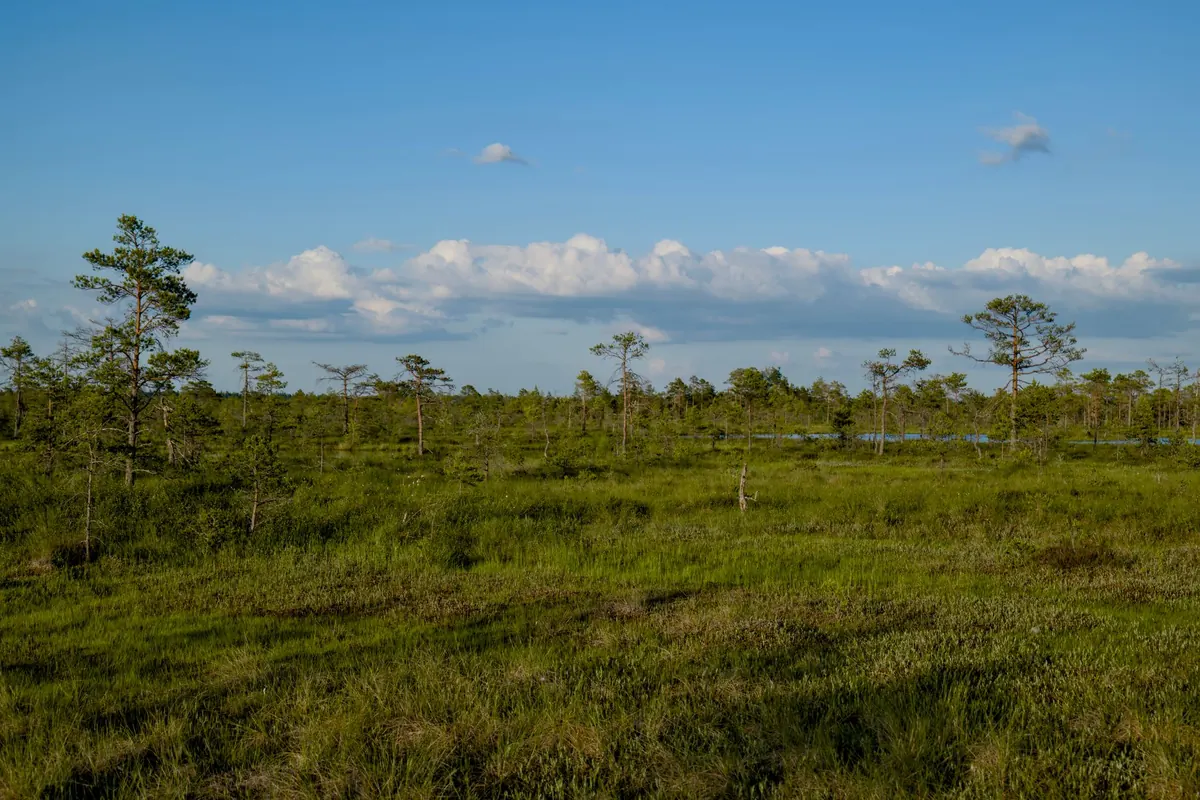 Marsh, Swamp or Bog? A Simple Explainer for UK Wetlands