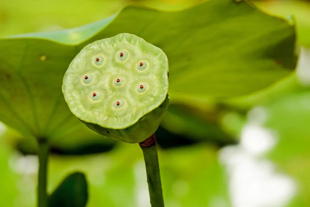 Native Marginal Plants for a Small Wildlife Pond: A Beginner’s Guide