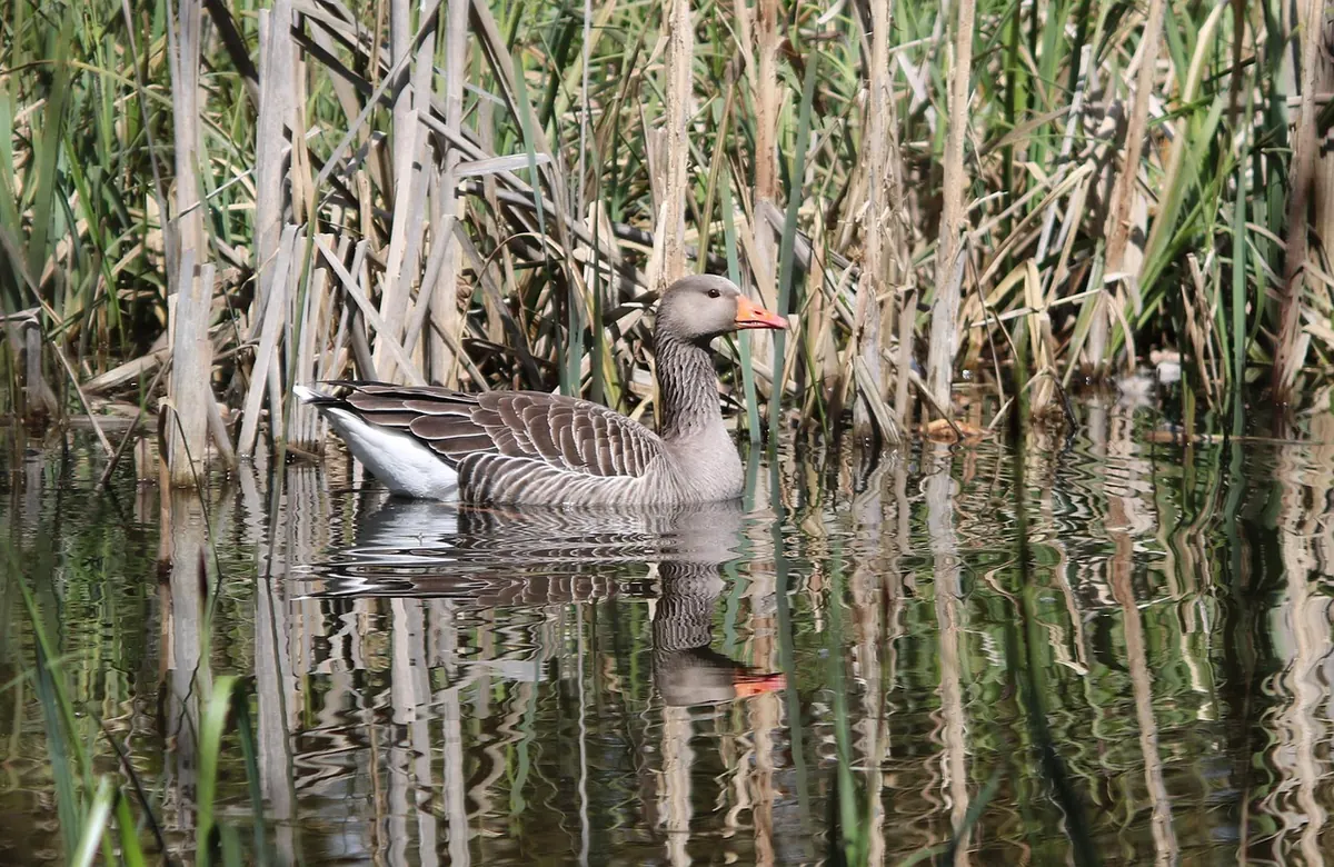 Why Reedbeds Matter: An Explainer for Wetland Conservation