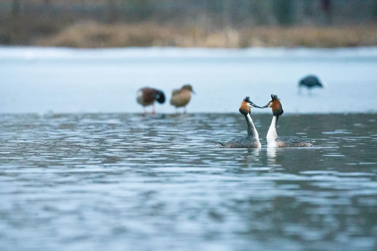 Winter Wetland Bird Counts: How to Join a Local Survey
